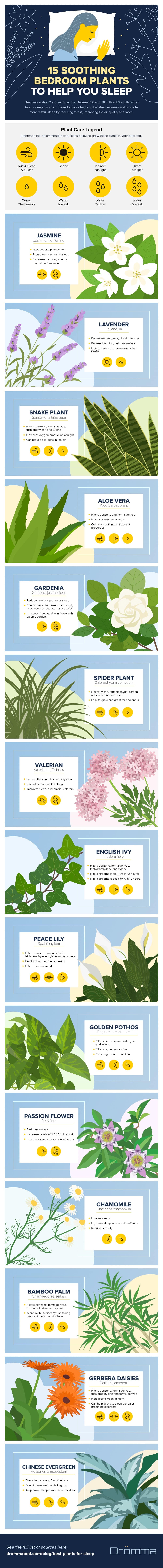indoor plants that help you sleep better