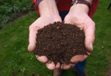 compost in hands
