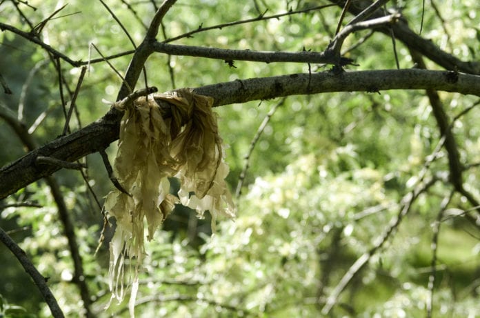 plastic bag pollution caught in tree