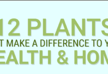12-plants-for-improving-your-health-home