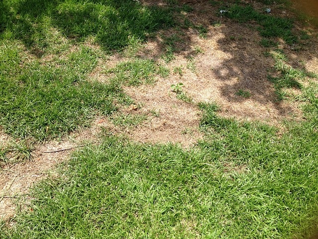 Fix_Damaged_Sections_of_Your_Lawn