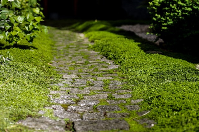 Keep_Your_Garden_Pathways_and_Patio_Clean