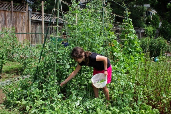 growing-your-own-food-600x400
