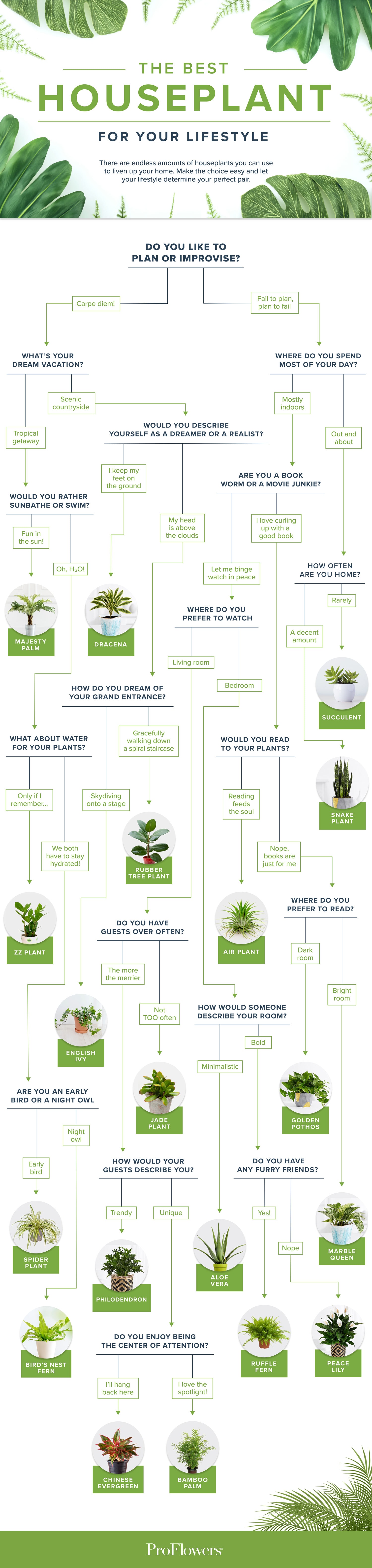 House Plant Flowchart Infographic