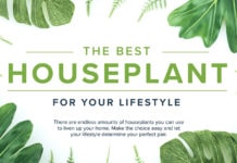 the best houseplant for your lifestyle
