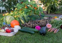 6-vegetable-planting-tips-beginners
