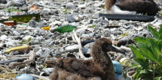albatross-film-plastic-feed-animals-no-matter-far-away-fly