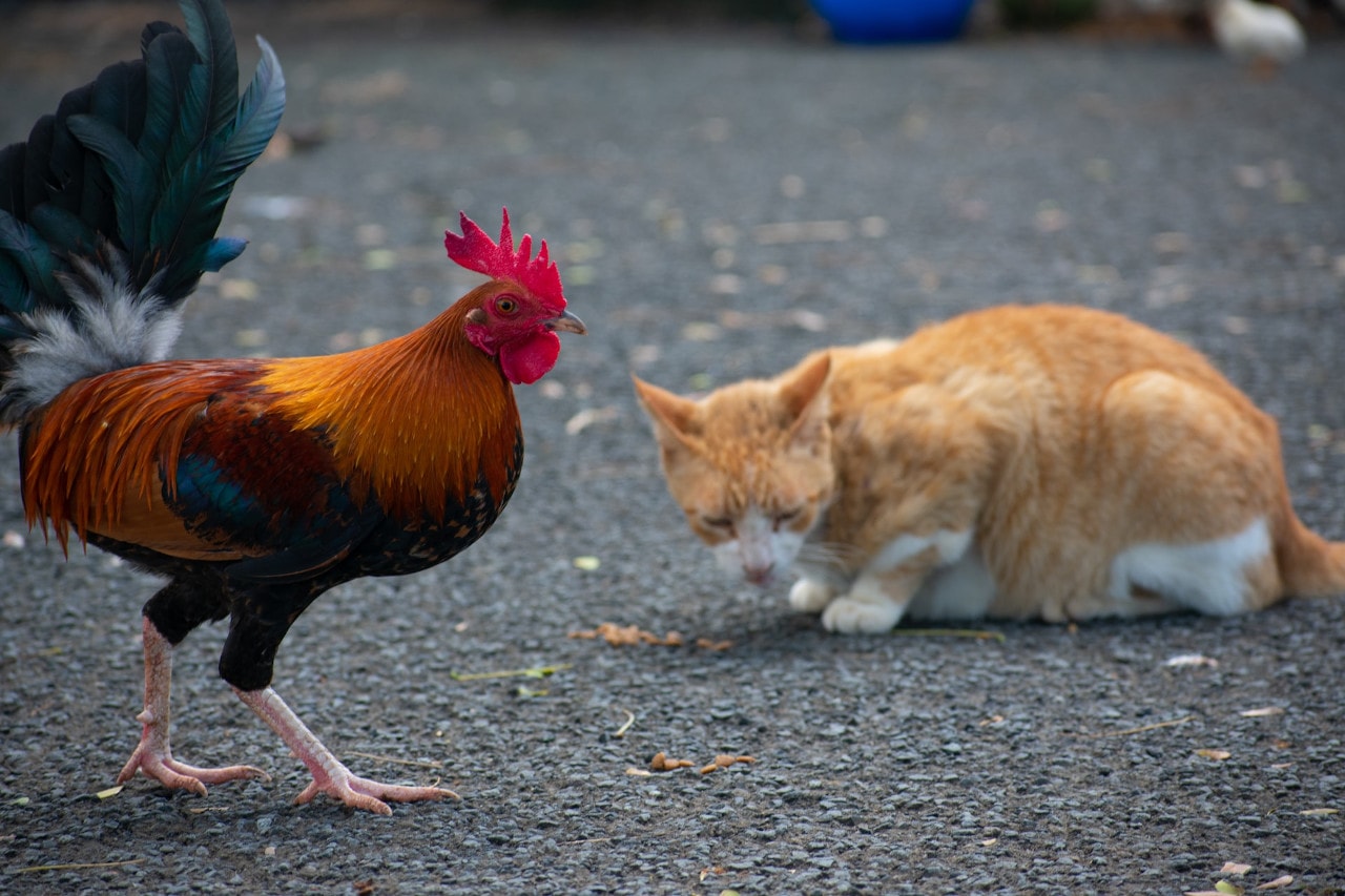 gatos e frango