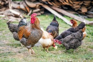 keeping chickens at home
