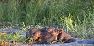 hippo in natural habitat