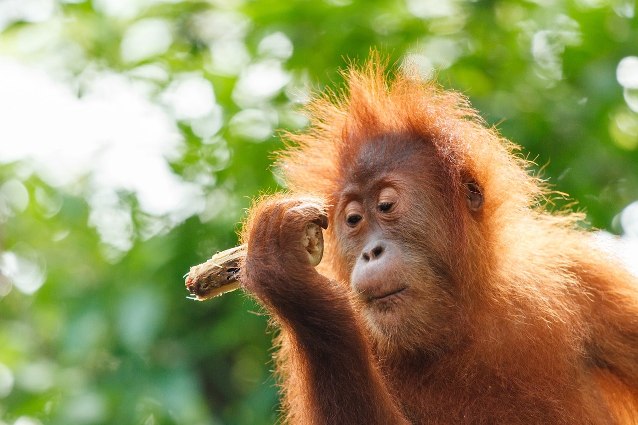 illegal-logging-leaves-borneo-orangutans-homeless