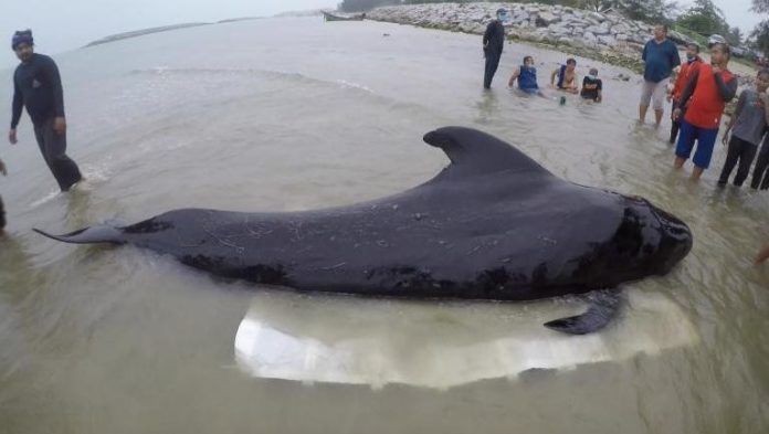 one-dead-whale-80-plastic-bags-found-stomach
