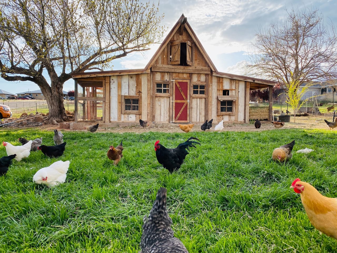 Free range hens: home on the range - The Field