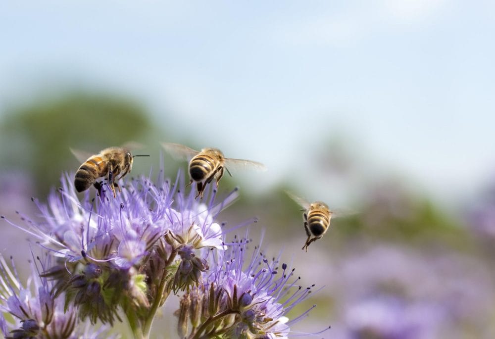 Bees on a plant 