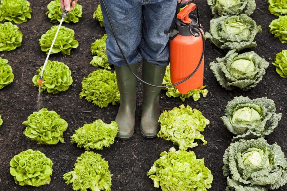 Organic gardener applying insecticides 