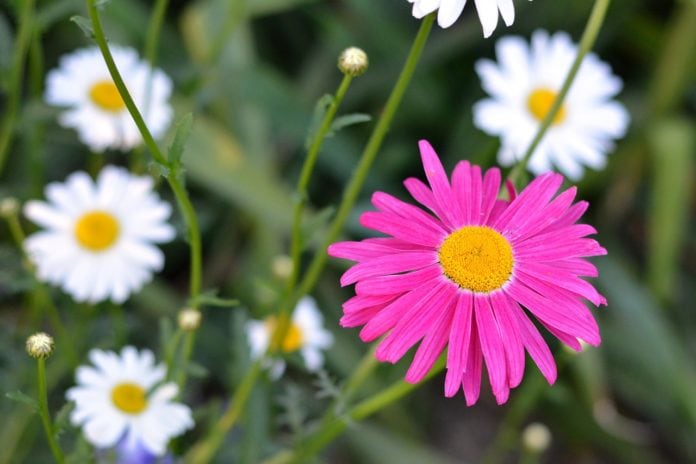 What Are Pyrethrins? | Pyrethrum Uses & Tips for Organic Gardeners