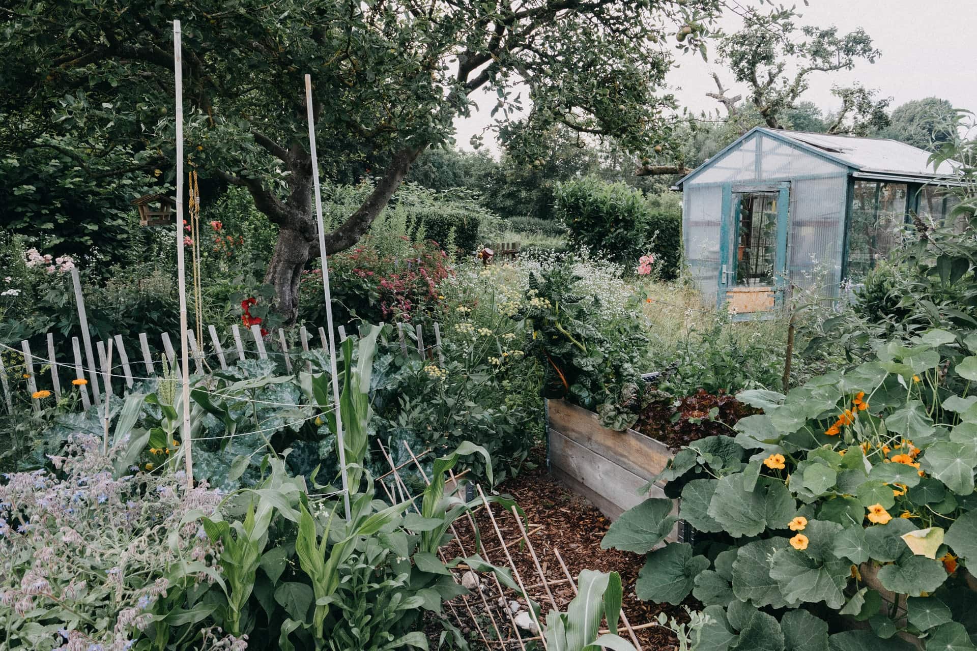 summer garden