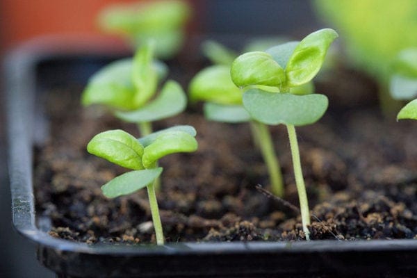 Tender-Sweet-seedlings-600x400
