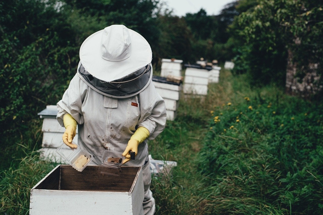 2023's Best States for Beekeeping