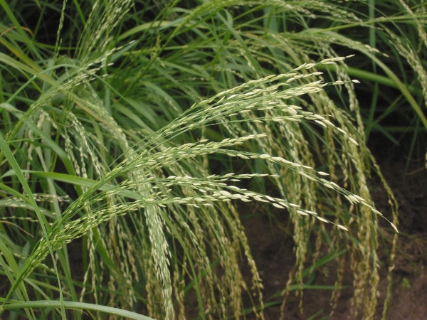 teff plant