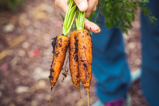 carrots - best winter crops