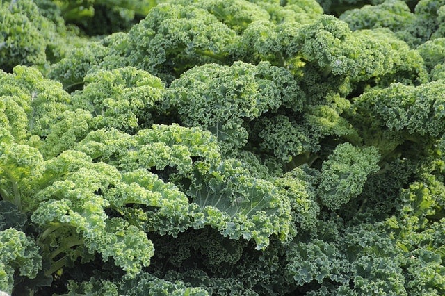 kale - best winter crops