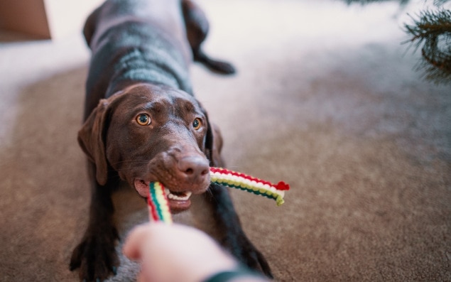dog playing with woven string