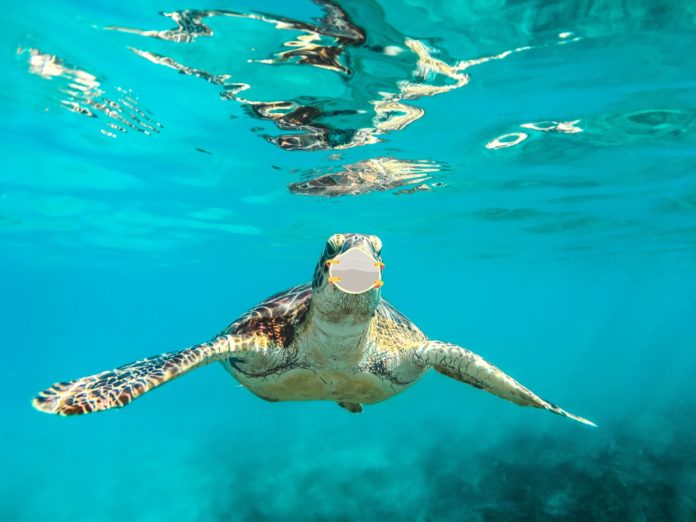 sea turtle with covid mask on sea turtle with covid mask on