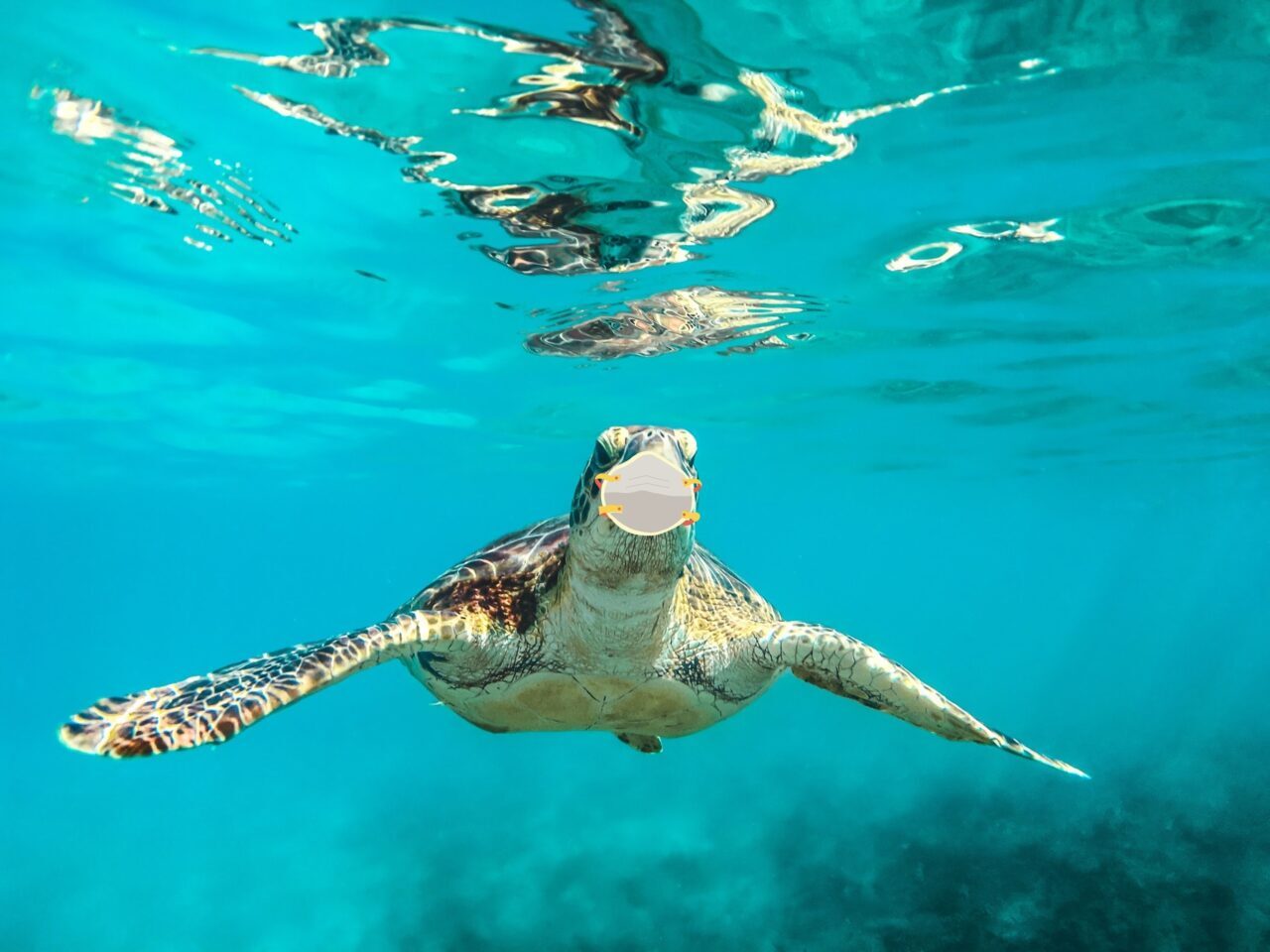 sea turtle with covid mask on