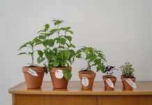 herbs to grow