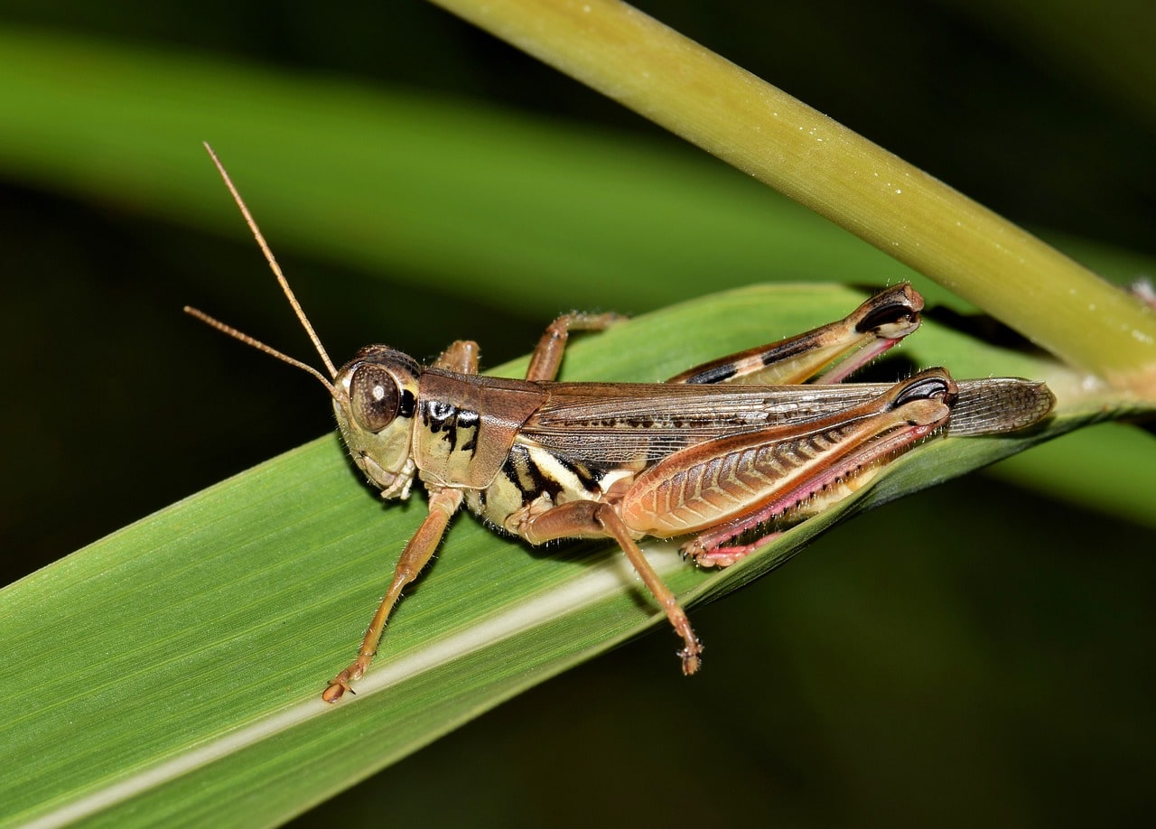 garden pests