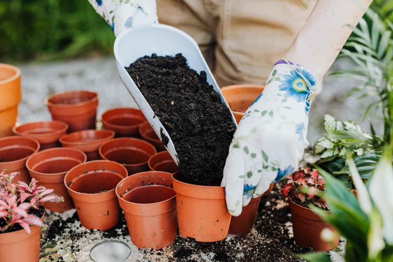 gardening tips for seniors