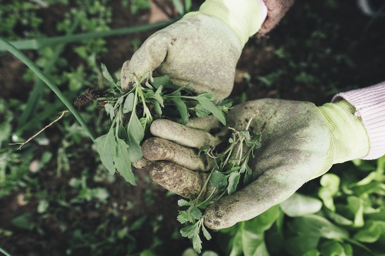 organic lifestyle - weeding