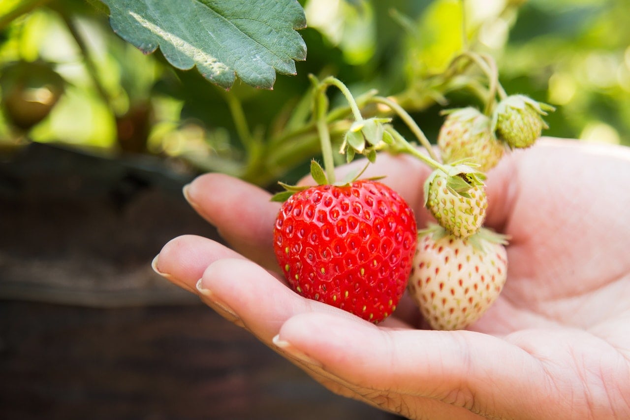 snacking garden