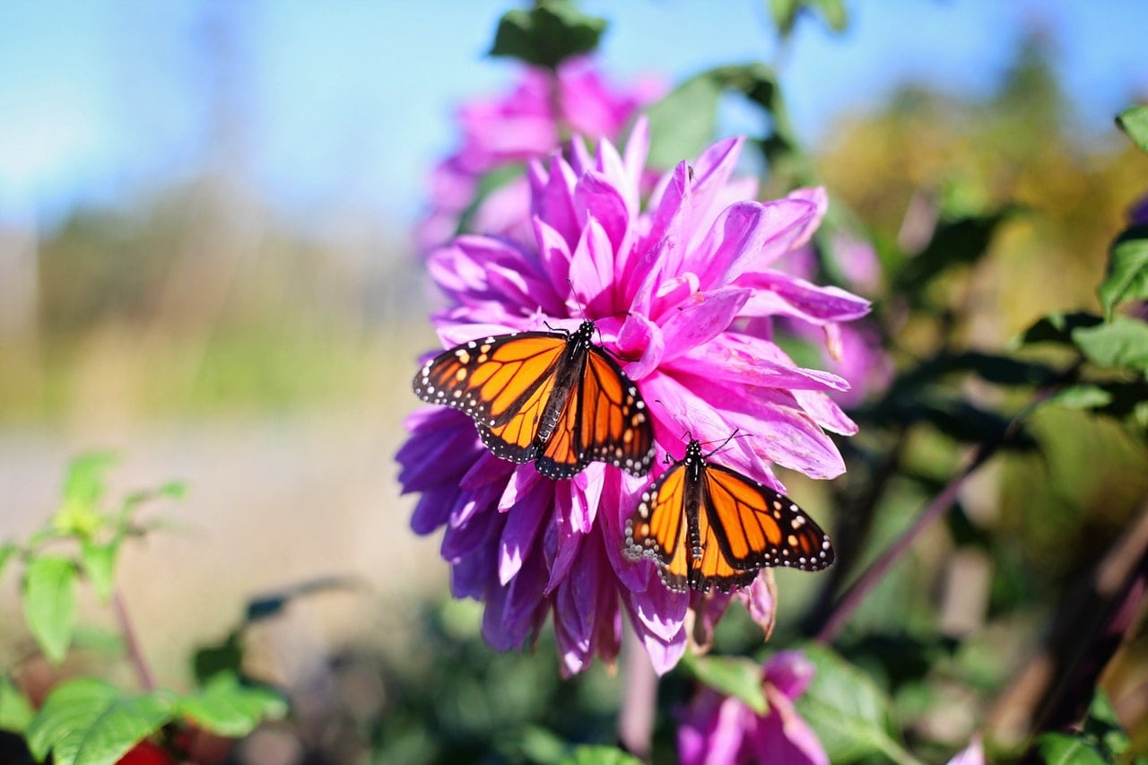 butterflies pollinating plants