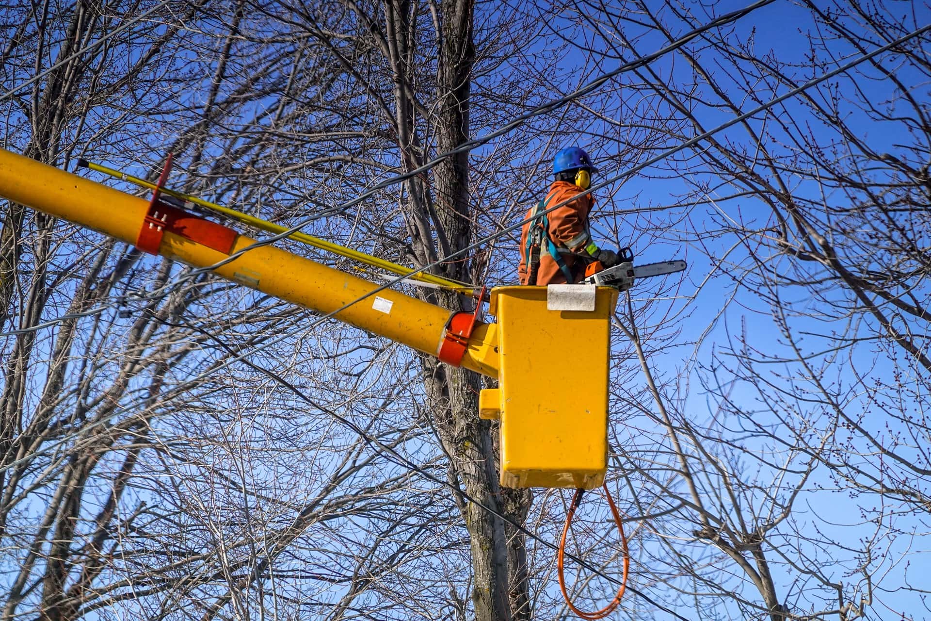 safe tree removal tips