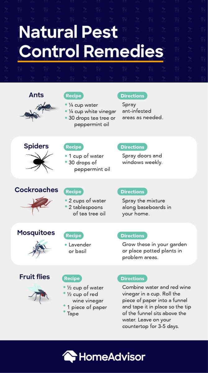 Best Natural Pest Control Remedies [Infographic] | Greener Ideal