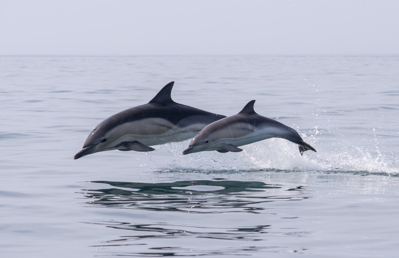 dolphins