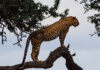leopard - amazing animals pics of the week