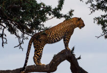 leopard - amazing animals pics of the week