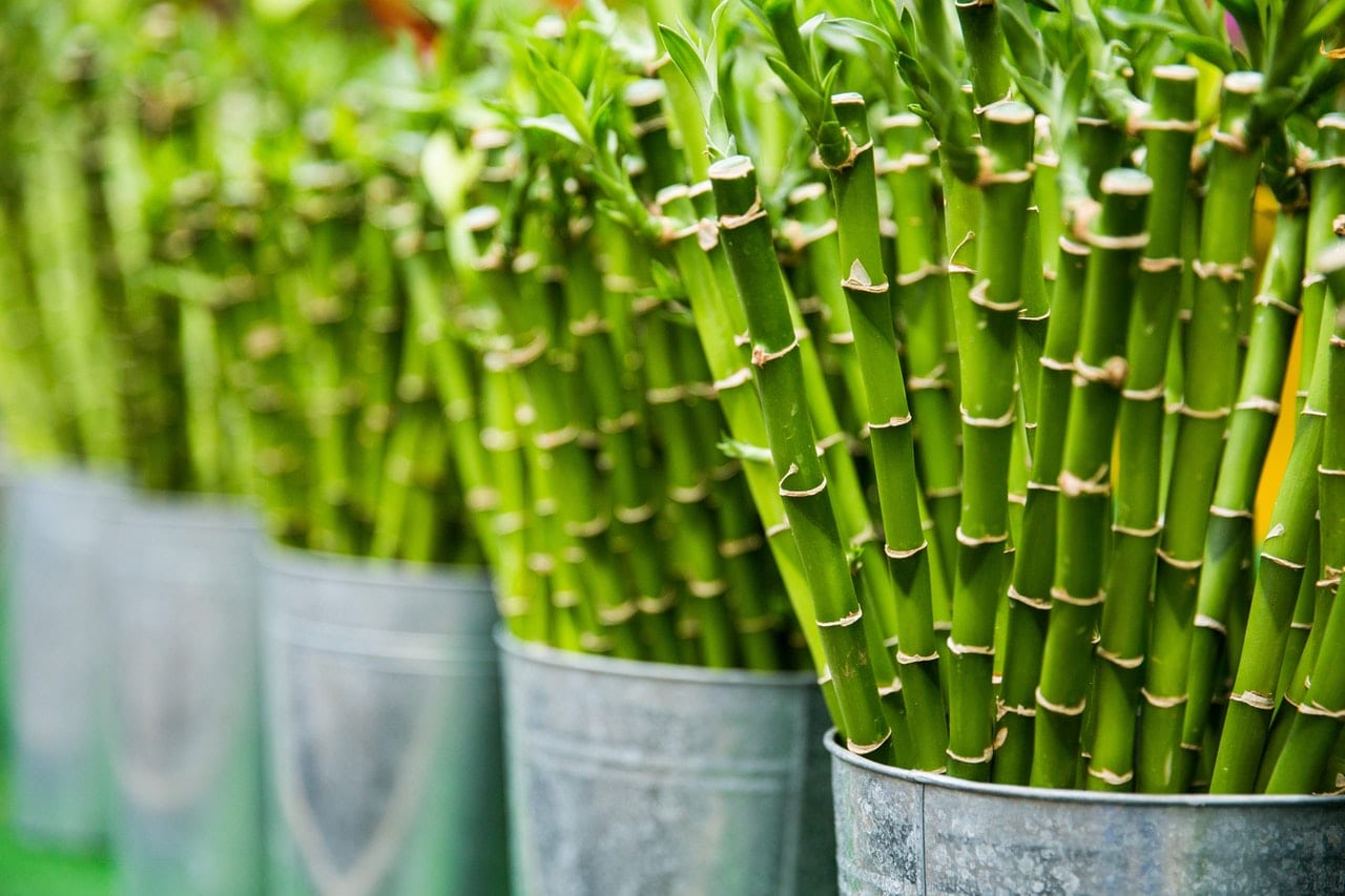 bamboo shoots