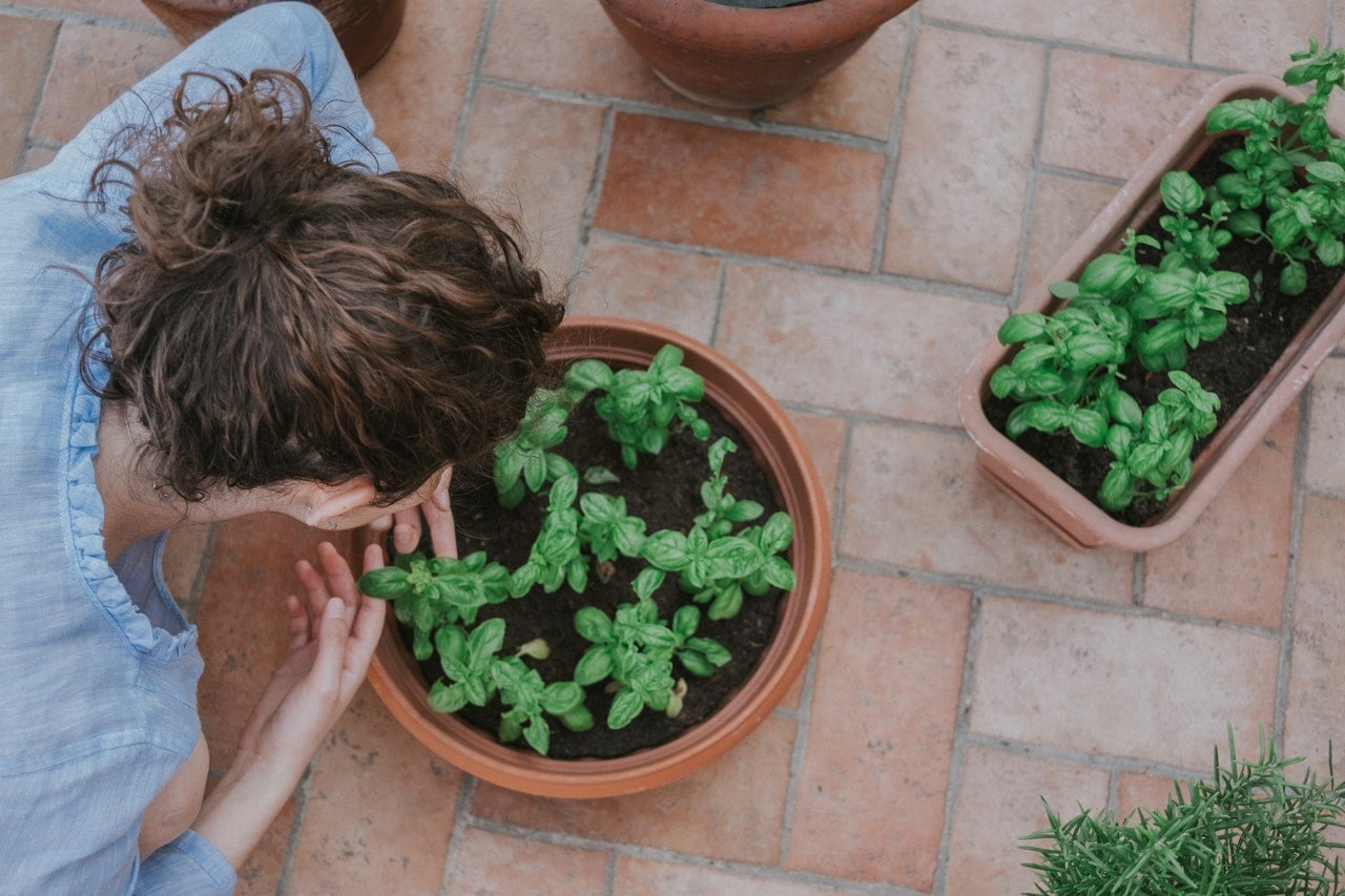 How to Grow Lots of Herbs in a Small Space • Gardenary