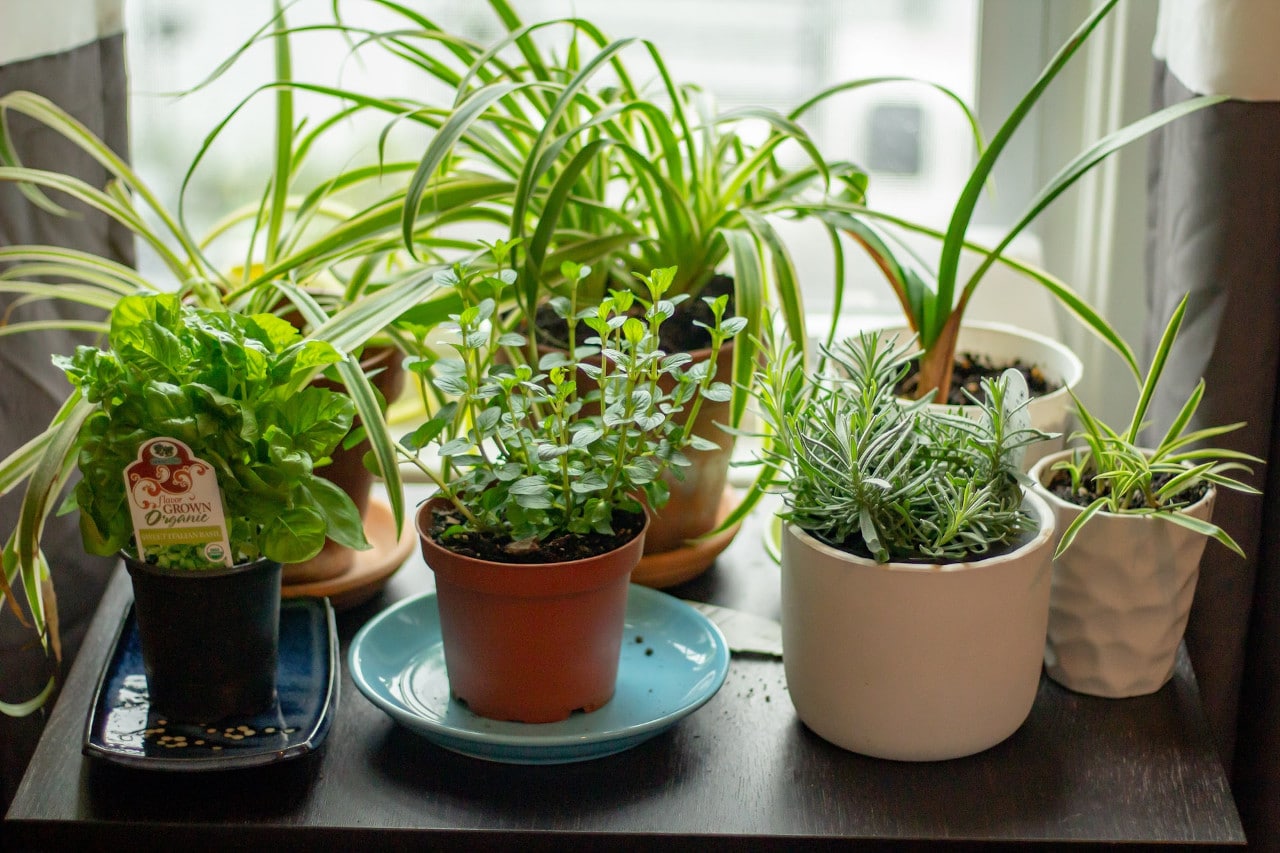 How to Start a Small Herb Garden [+5 Easy Herbs to Grow]