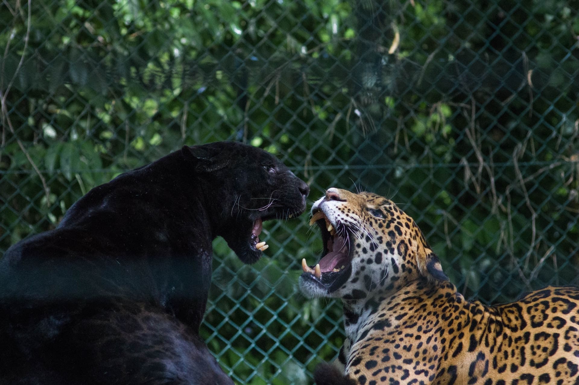 incredible wildlife photos