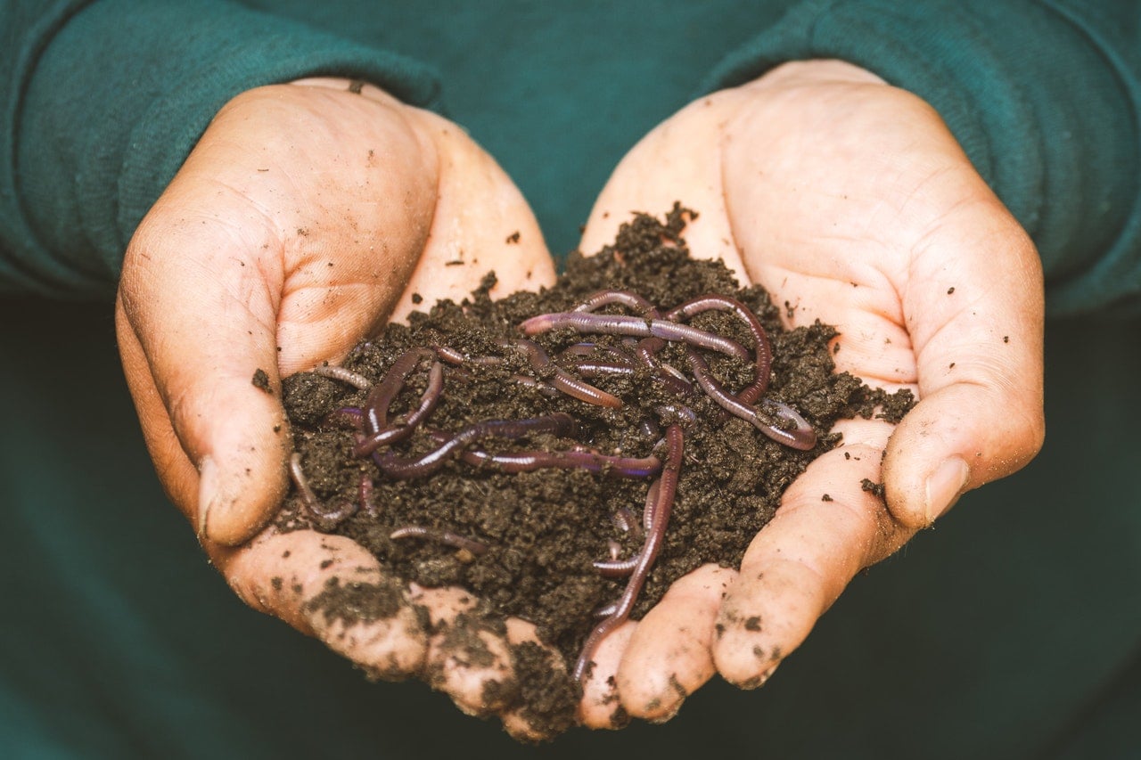 What Are the Different Types of Compost and Which One Should I Use?