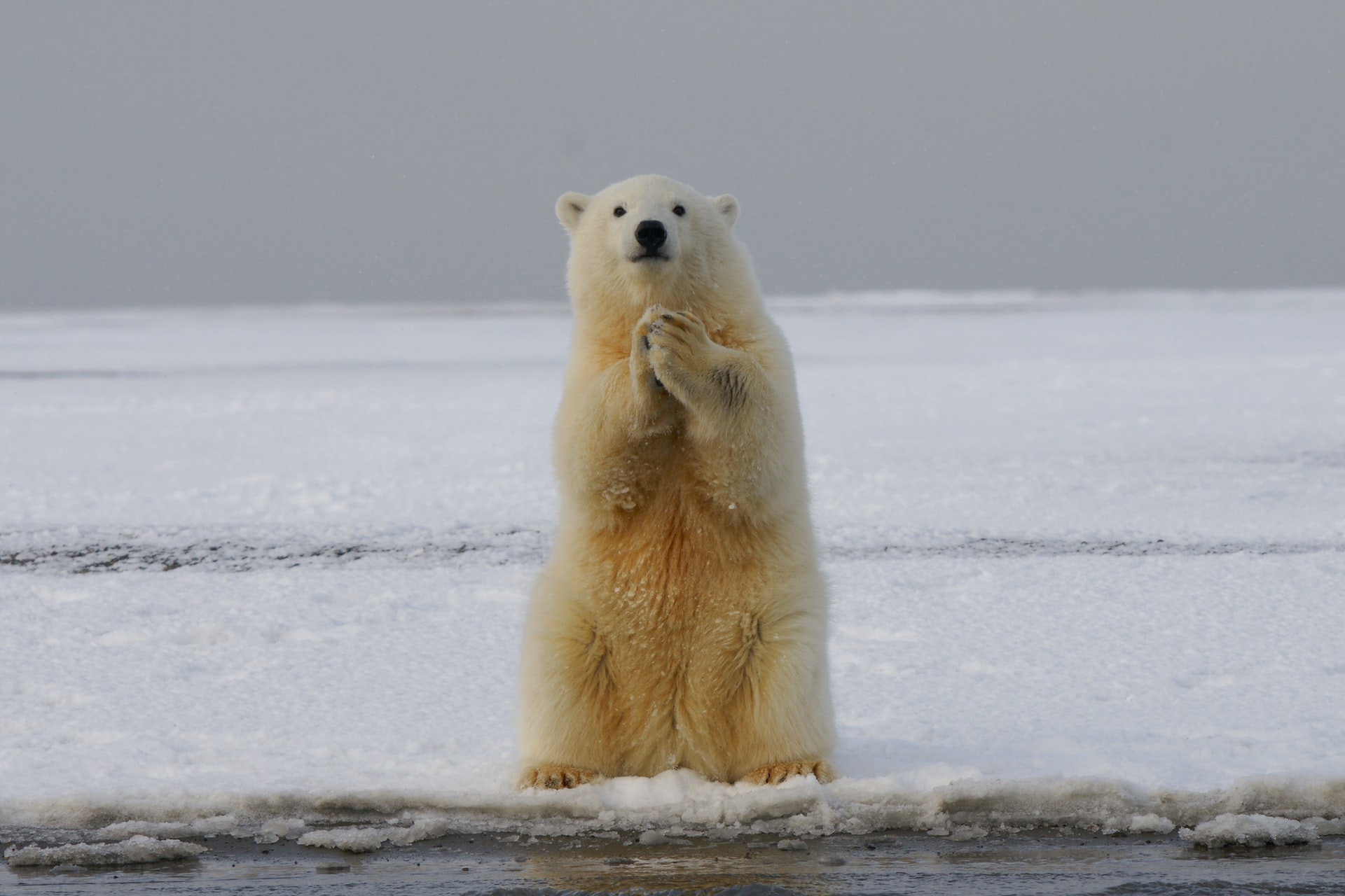 animal extinction - polar bear