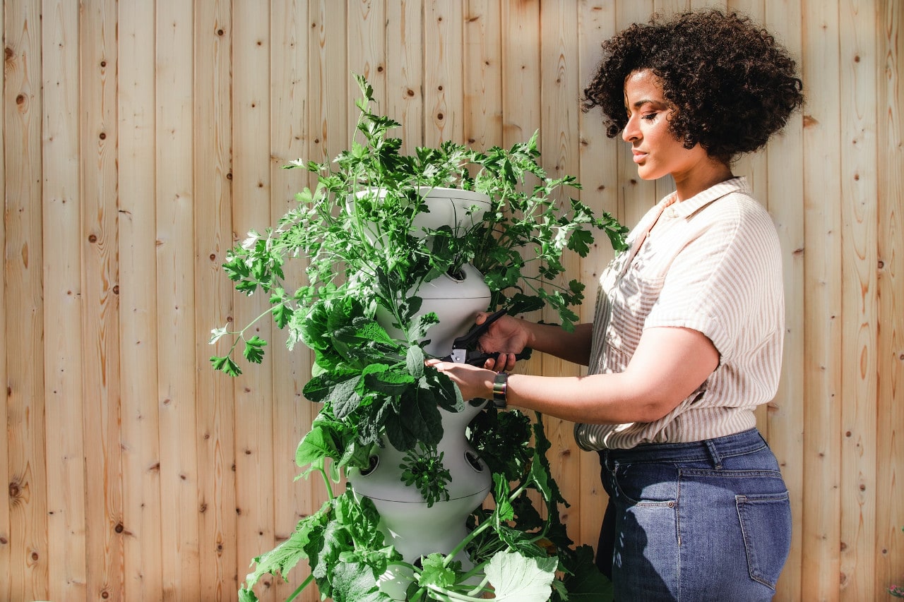 Get the most out of a small garden - vertical gardening