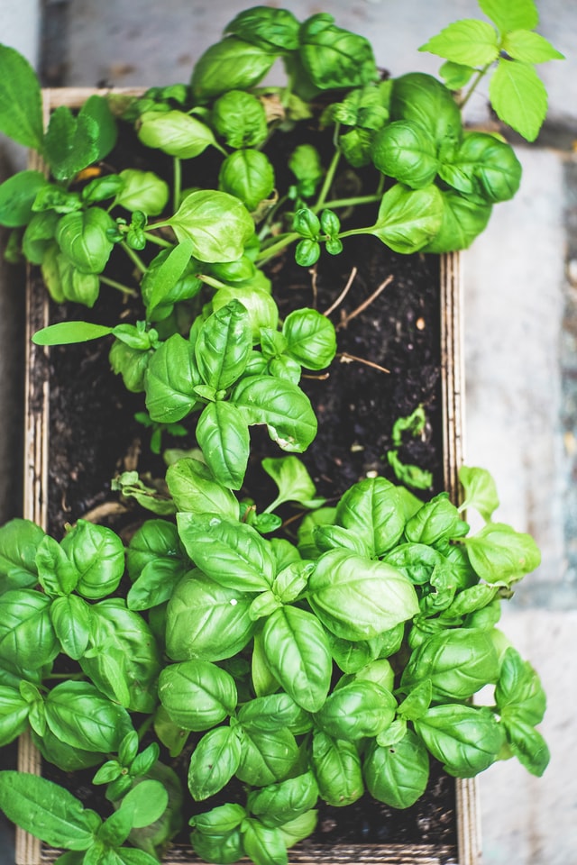 growing basil as an insect repellant