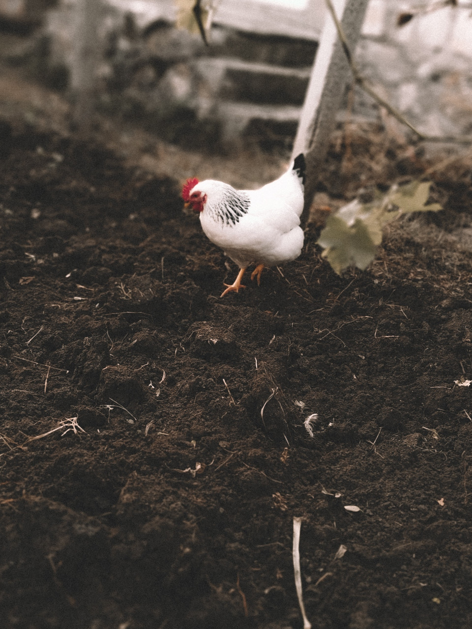 how to age chicken manure