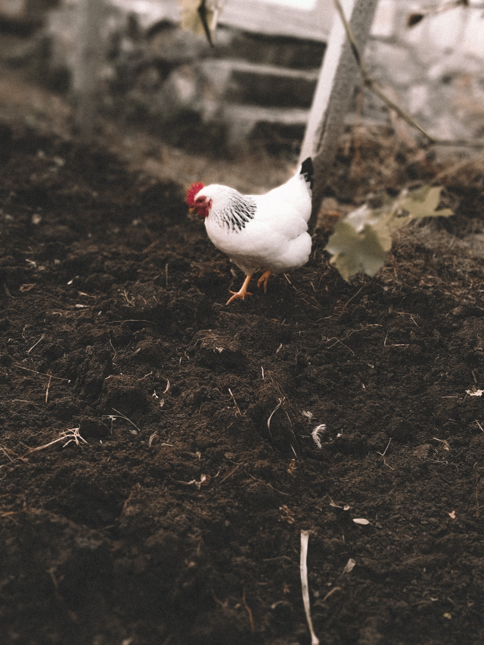 como envelhecer estrume de frango